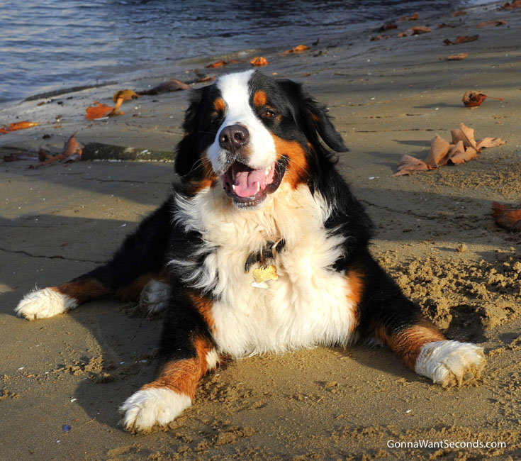 Bruno in the beach